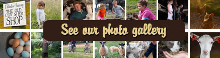 Dandelion Hideaway Glamping Gallery