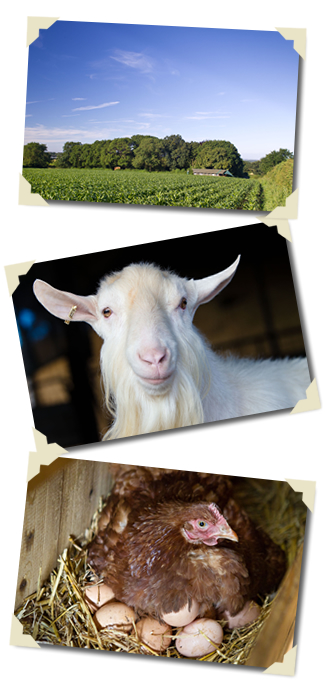 Images of field, goat and hen
