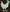 Right chicken